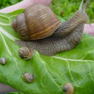 Elicicoltura